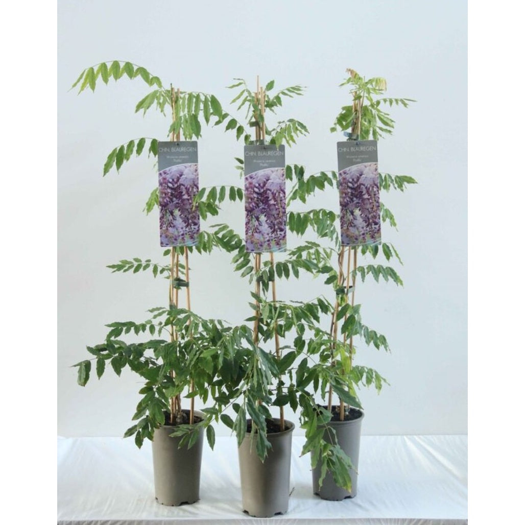 Kinesiskt blåregn – Wisteria sinensis 'Prolific' - C2 60-80 CM Stick